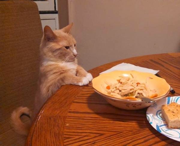 Коты из сети