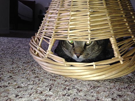 Коты из сети