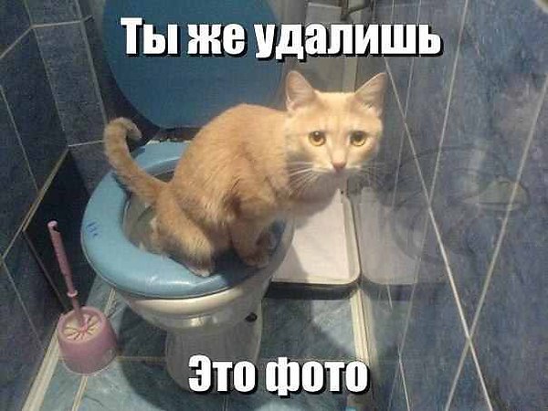 Прикольные картинки
