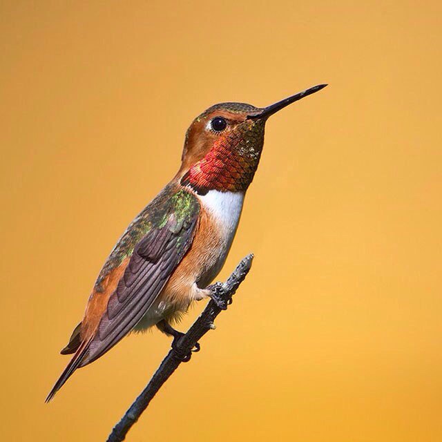 Самые смешные животные