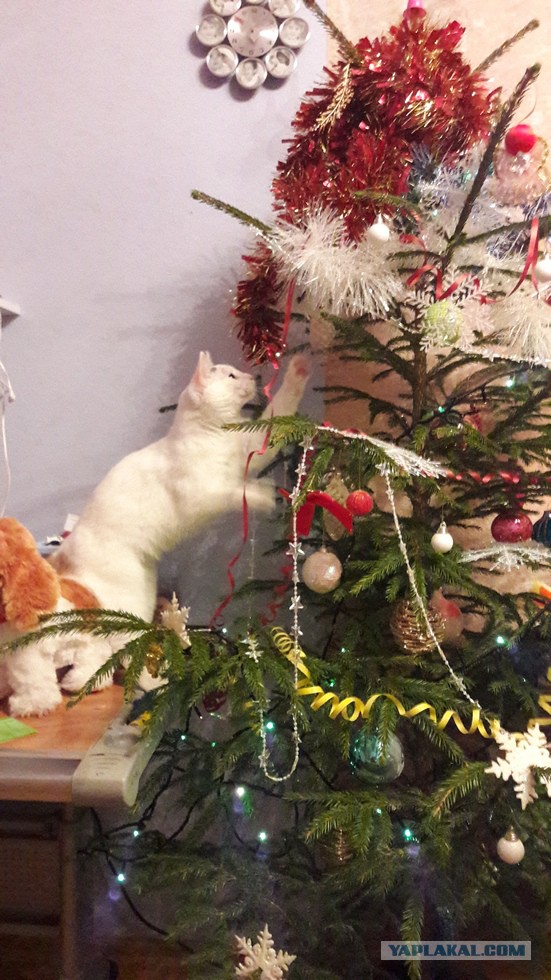 Котовторник  23.01.2018