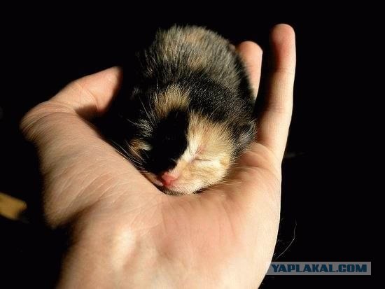 Котовторник на ЯПлакалъ (03.06), котята (31 шт)