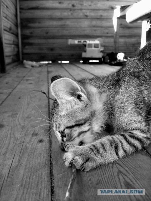 Котовторник на ЯПлакалъ 08.07.2008