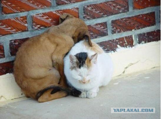 А как же котовторник?