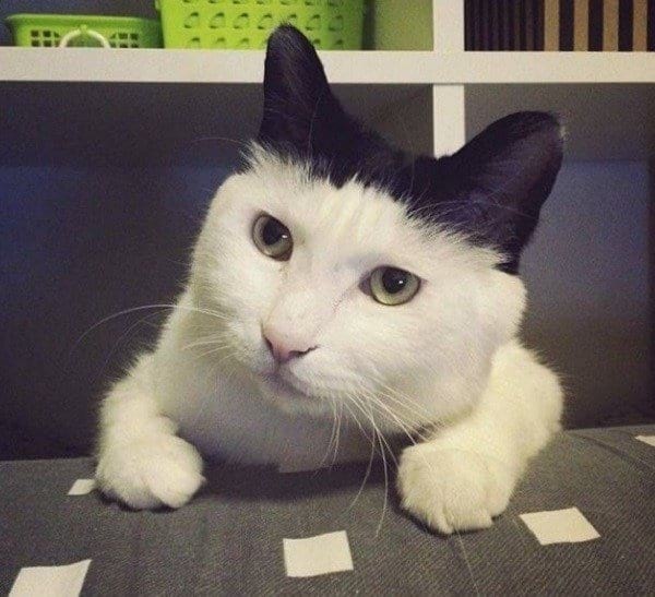 Прикольных котов пост