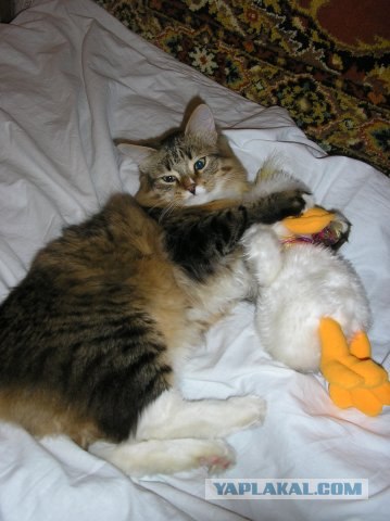 Котовторник!