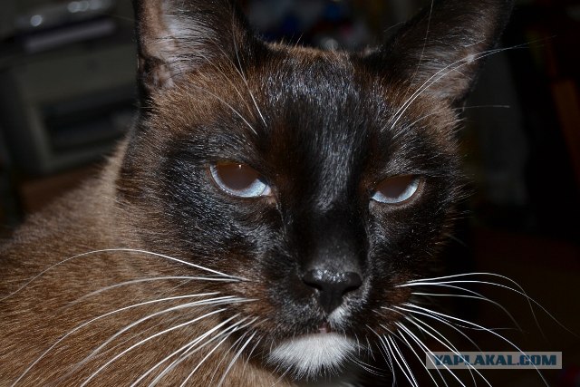 Котовторник 10.04.2012