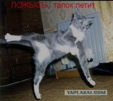 Котофторниг