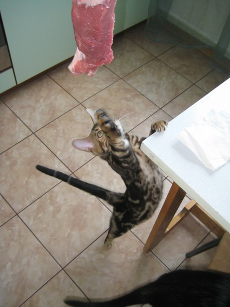 Котовторник 21.05.2013
