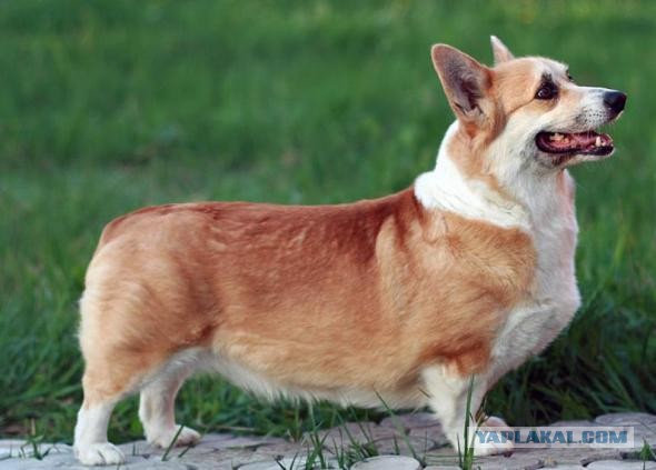 Породы собак для семьи