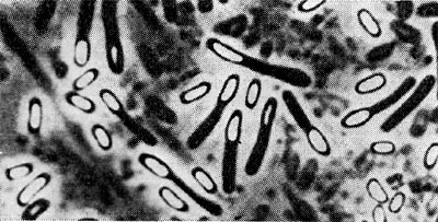 Озеро Восток в Антарктиде.