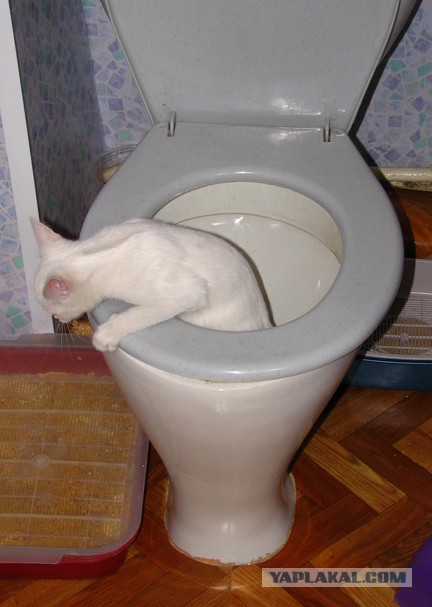 Котовторник 05.08.2014