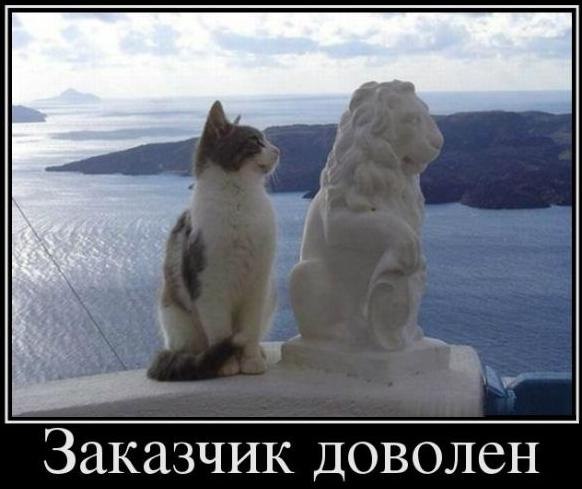 Забавные коты и кошки