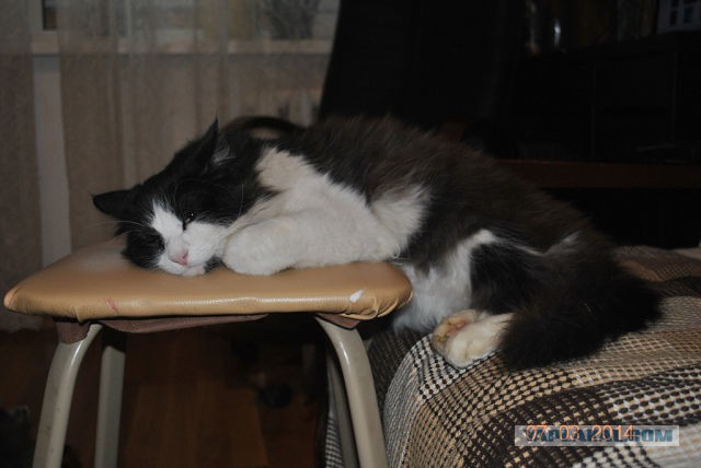 Котовторник 30.12.2014