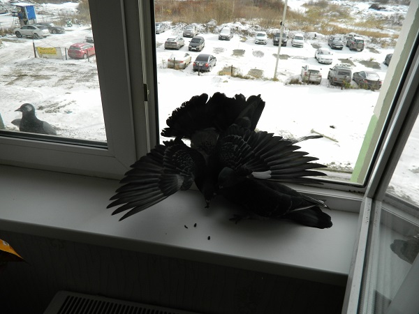 Наглые пернатые морды