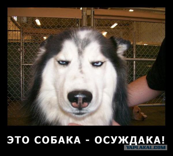 Сделал вид, будто бросаю мяч