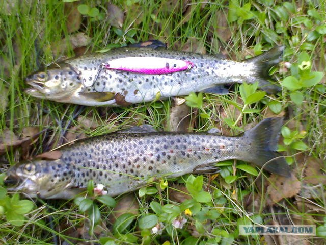 Немного Северной лирики