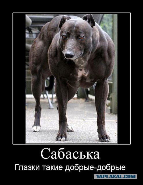 Исчезающая собака