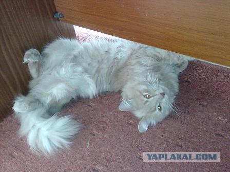 Котовторник 26.01.2016
