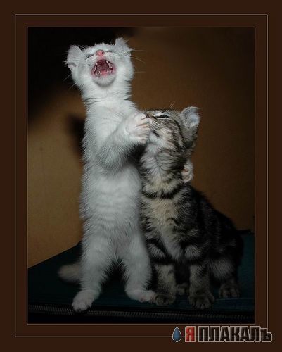 Коты, кошки, котята