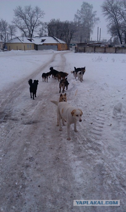 Неизвестный отстреливает бездомных собак на глазах прохожих в центре Челябинска