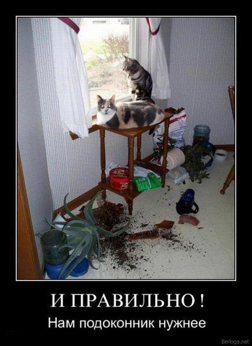 Демы к котовторнику!