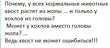 "Украинцы - лохи": СМИ показали переписку нардепа во время выступления Порошенко в Раде