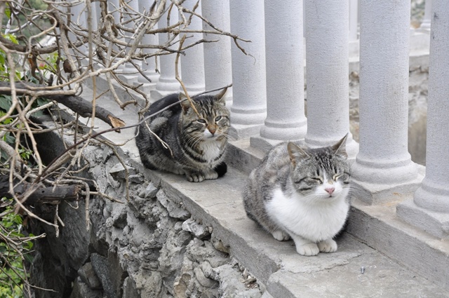 Крымские коты.