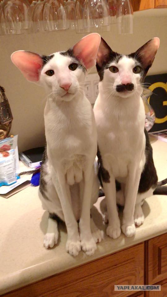 Котовторник 14.03.2017