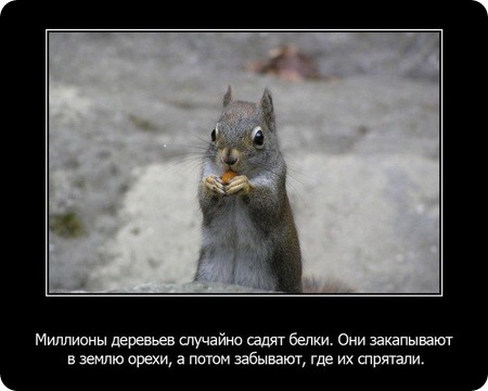 23 интересных факта о животных, которые вас удивят