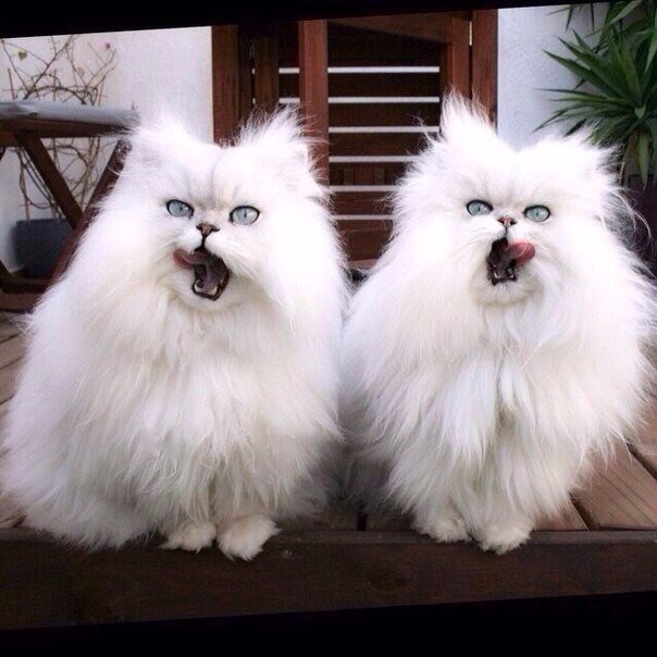 Коты и Кошки