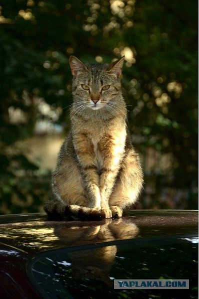 Котовторник  10.10.2017