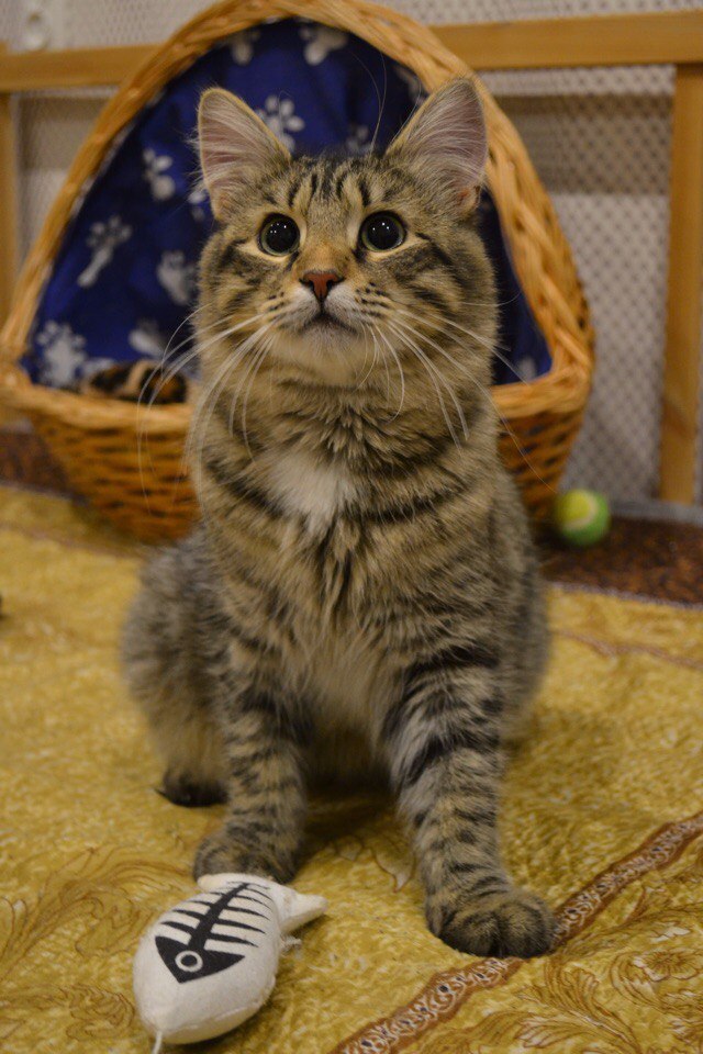 Коты и Кошки