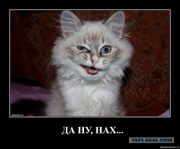 Как я сэкономил на цветах и походах в кафе и кино