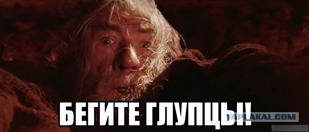 Помогите опознать букашку! Я НА ПАНИКЕ!