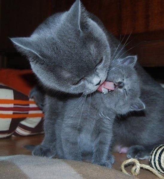 Фотобомбы котов