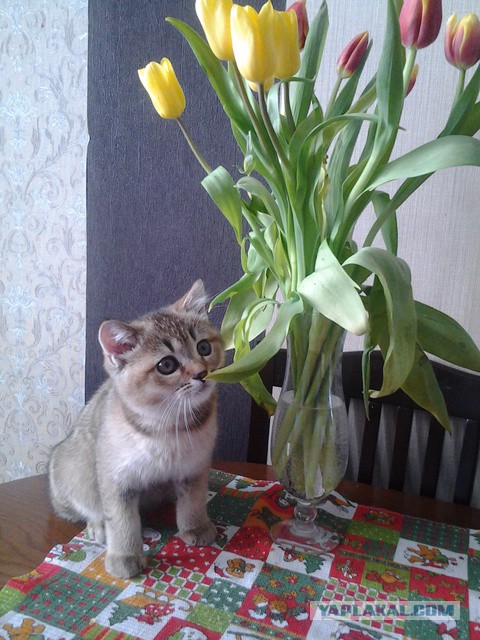 Котовторник 13.03.2018