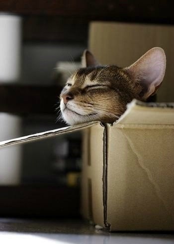 Неадекватные коты