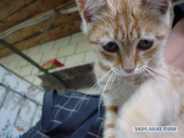 Уррааа! Котовторник на ЯПлакалъ!