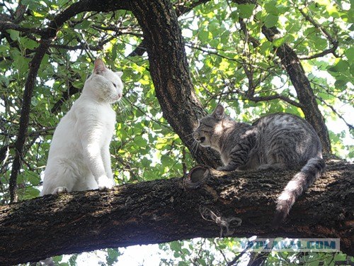 И снова во вторник - котовторник