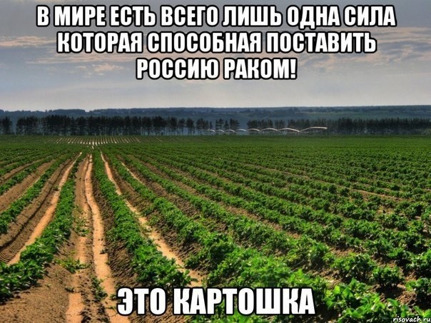 Началось! Картофельная лихорадка стартовала в Беларуси