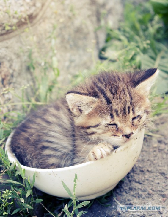 Котятовторник
