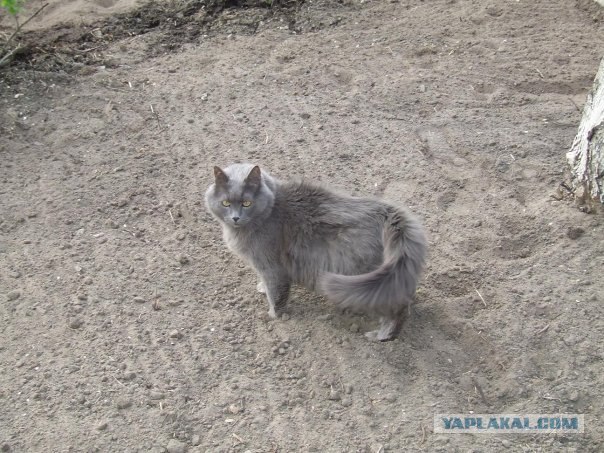 Первый котовторник августа
