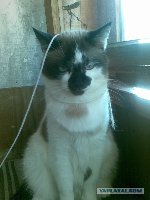 Кошарий