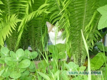 Котовторник