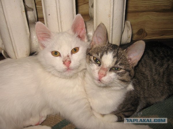 Котовторник 17 января