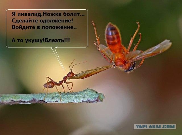 Этот забавный макромир