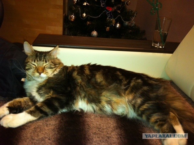 Котовторник (28.02.2012)