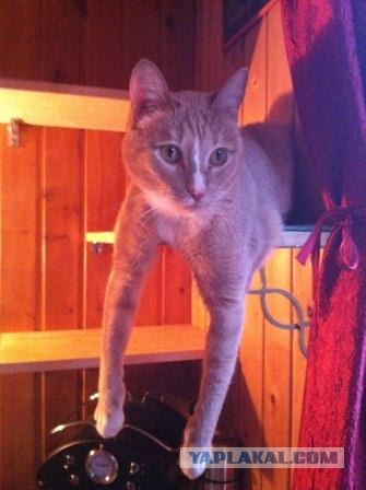 Котовторник 24.04.2012