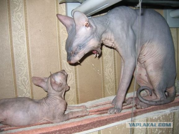 Котовторник (15.05.2012)